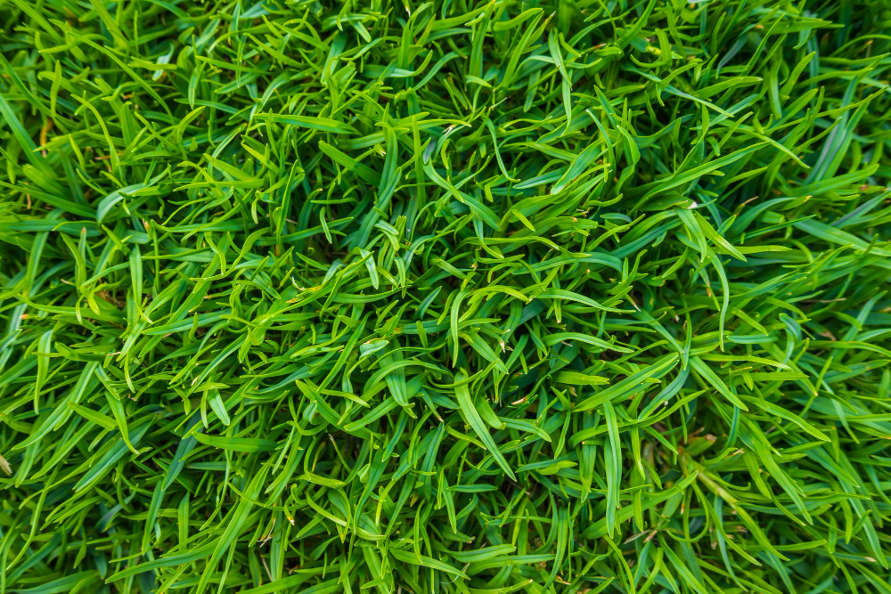 Crabgrass: The Unwanted Guest in Your Pittsburgh Area Lawn