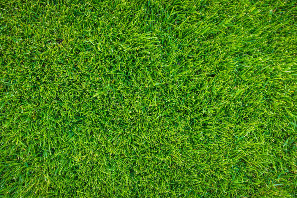 How to Choose the Right Grass Type for Your Pittsburgh Lawn