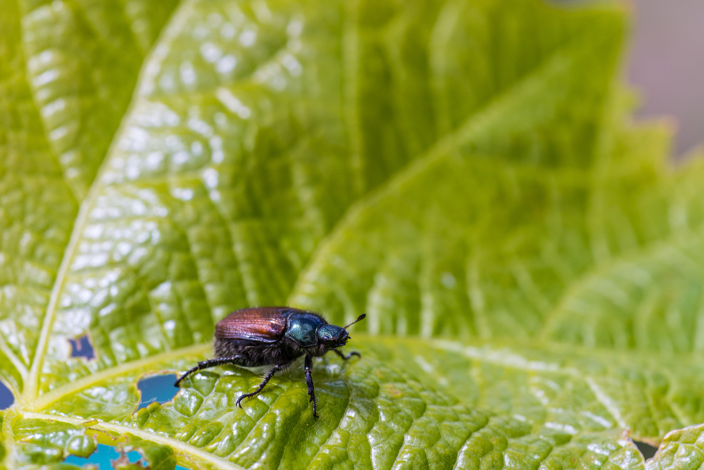 How to Handle Pittsburgh's Common Lawn Pests and Diseases