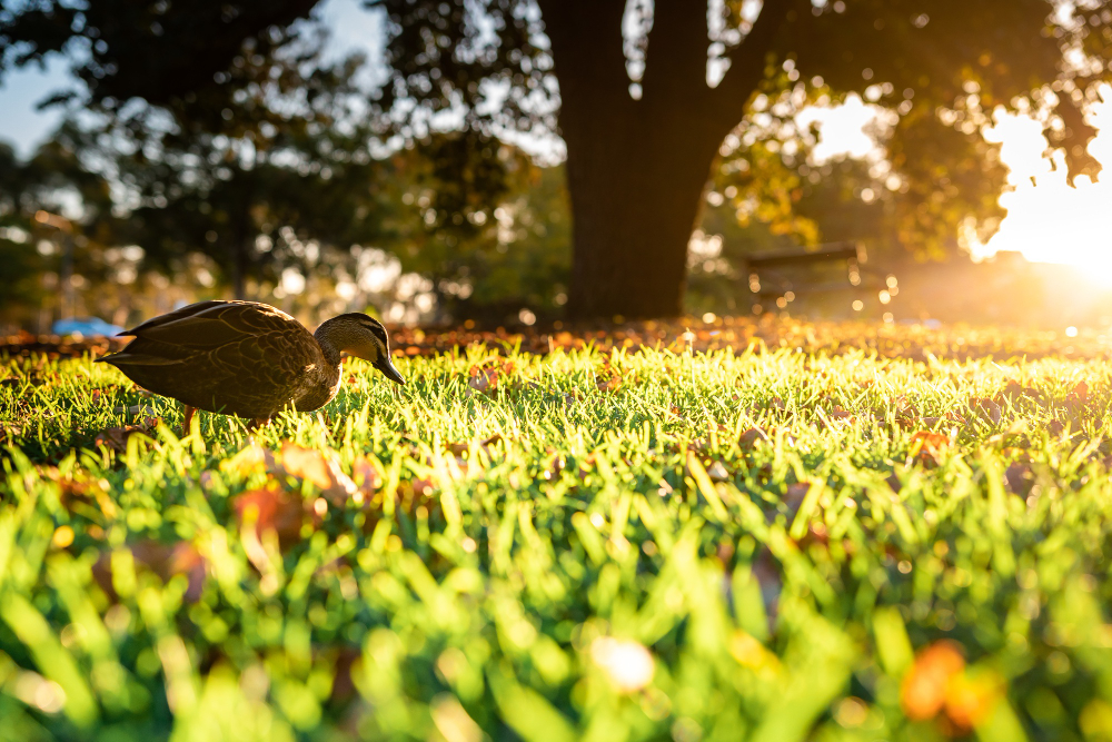 Lawn Care Tips for Spring 2024