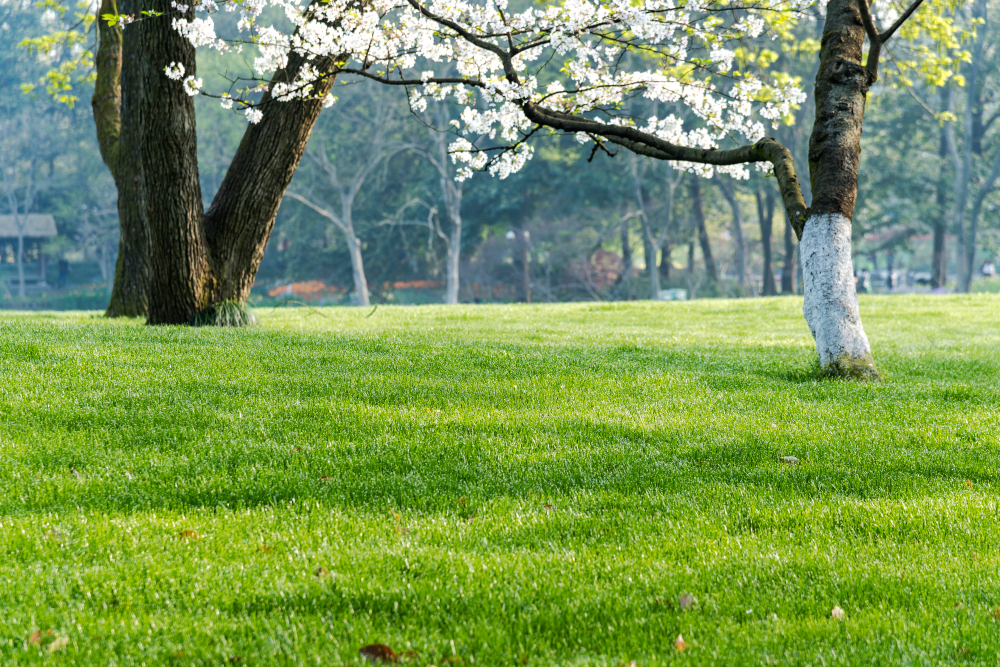 Spring 2024 Lawn Care Services: Refresh and Revitalize Your Pittsburgh Area Landscape